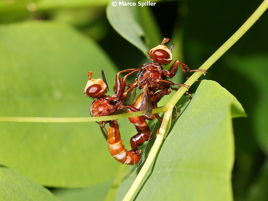 Sicus ferrugineus (Conopidae) in copula